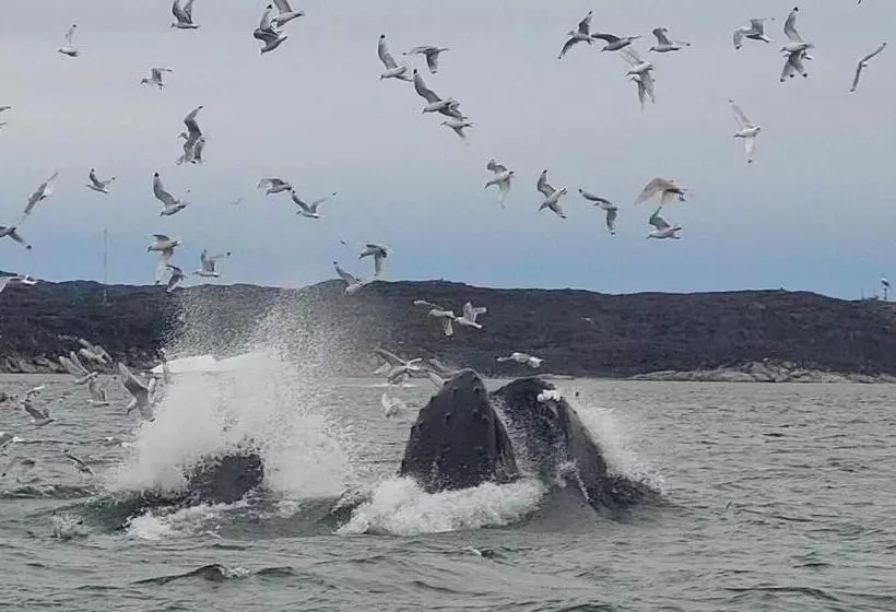 Aamiaismajoitus (B&B) Ilulissat Apartment