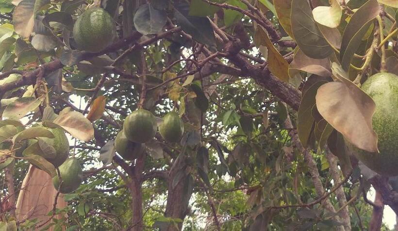 پانسیون Mi Ranchito, Centro