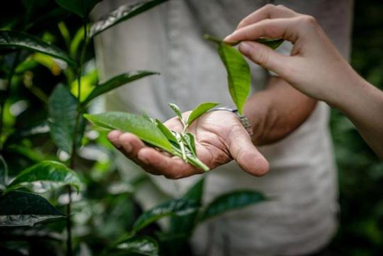 بنسيون Plantation Retreat