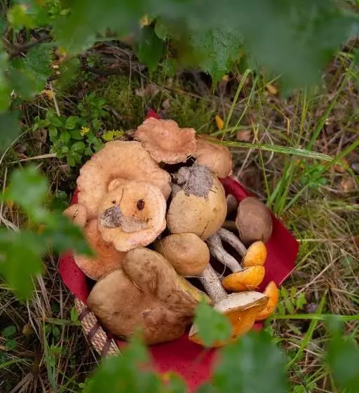 Lomakeskus Holiday Village Kukkapää