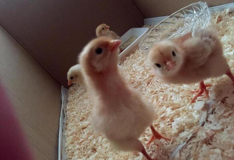 فندق Kumano Winery Guest House