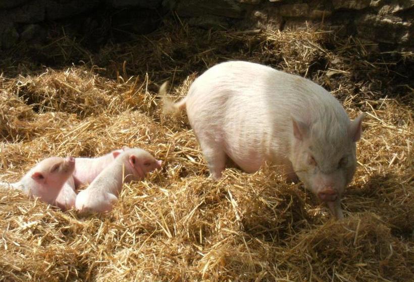 فندق La Ferme Des Cévennes