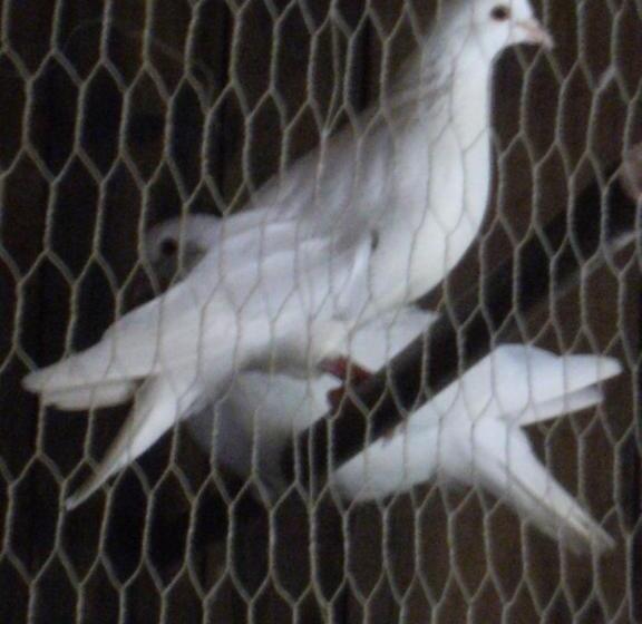 فندق La Ferme Des Cévennes