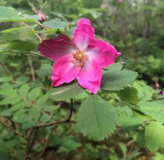 Majatalo Landhaus Moosbrugger