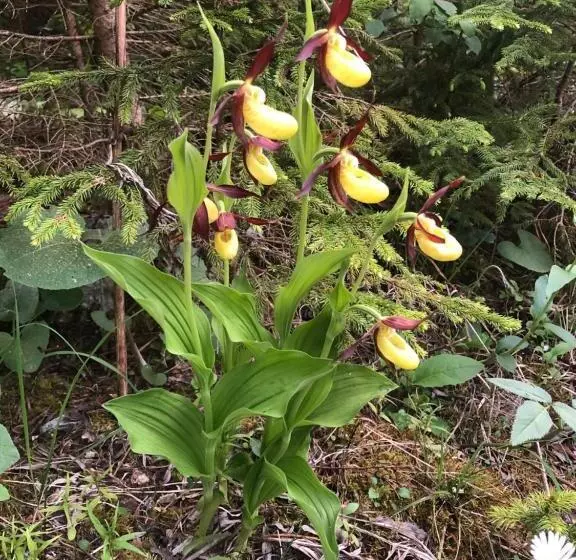 Majatalo Landhaus Moosbrugger