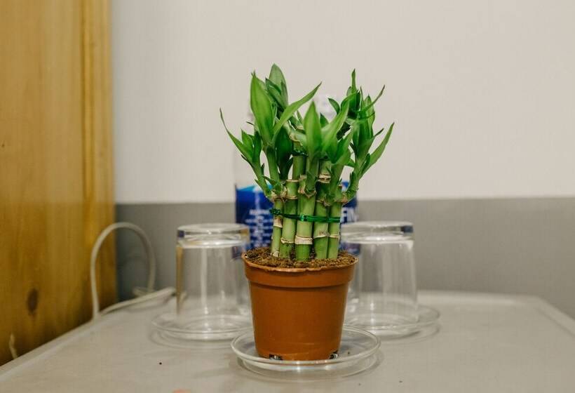 پانسیون Levit'ss