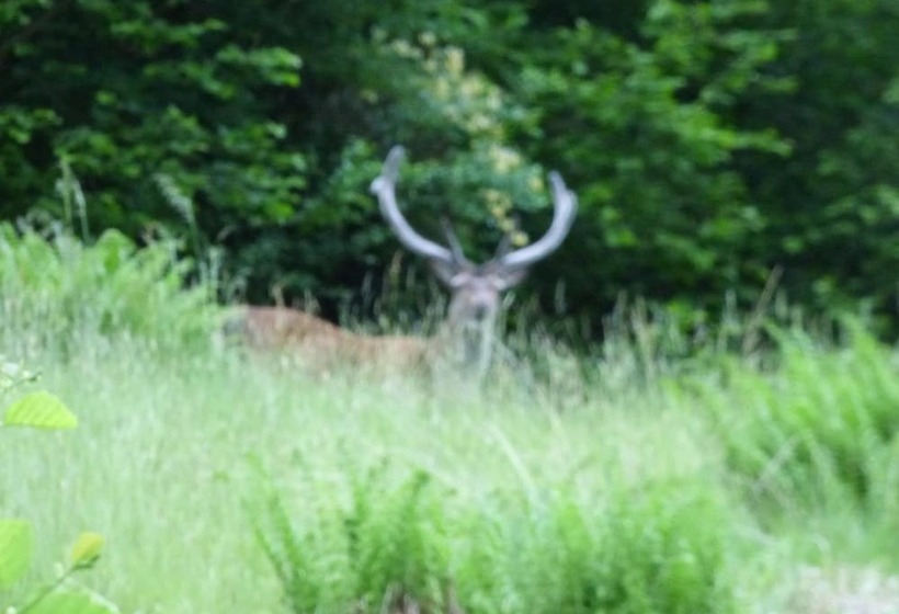 Bed and Breakfast The Brevins Guest House