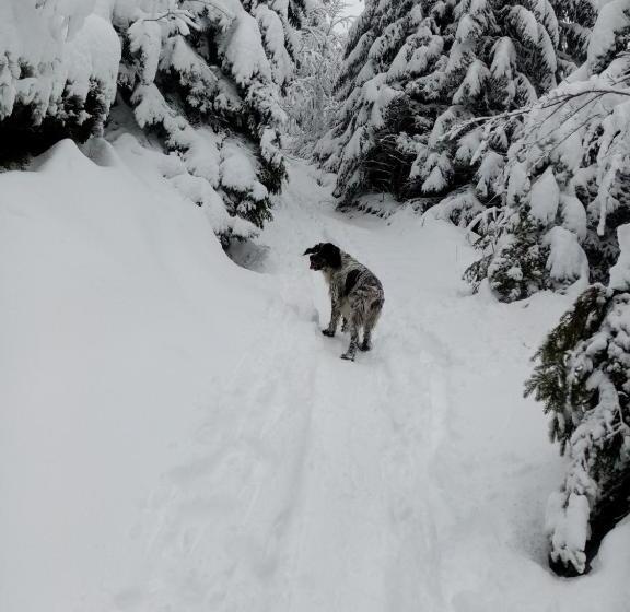 بنسيون Le Figarelou