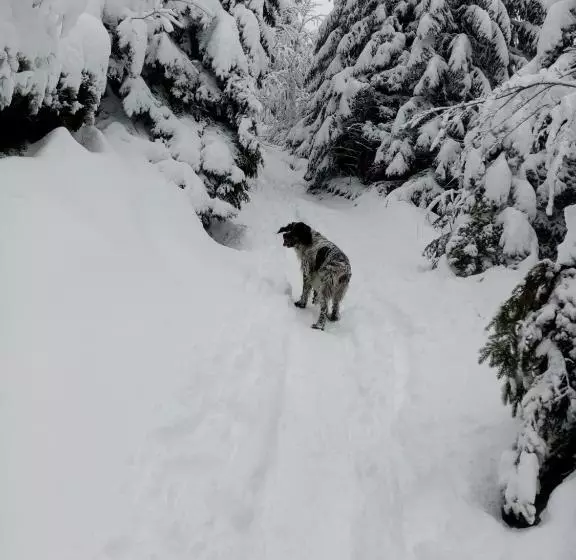 ペンション Le Figarelou