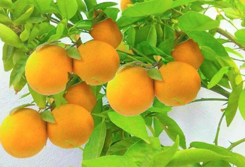 Hacienda Sol Trapiche