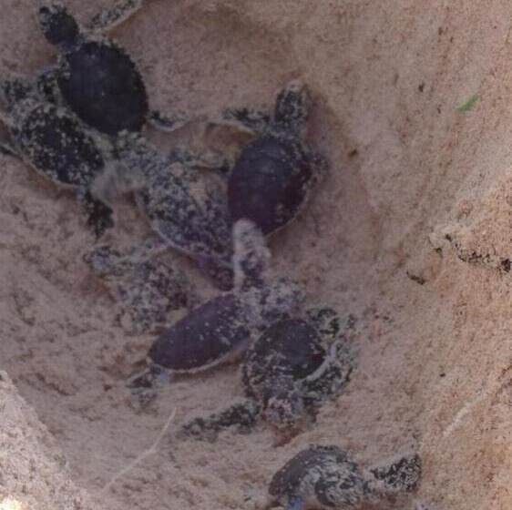 تختخواب و صبحانه Chole Foxes Lodge