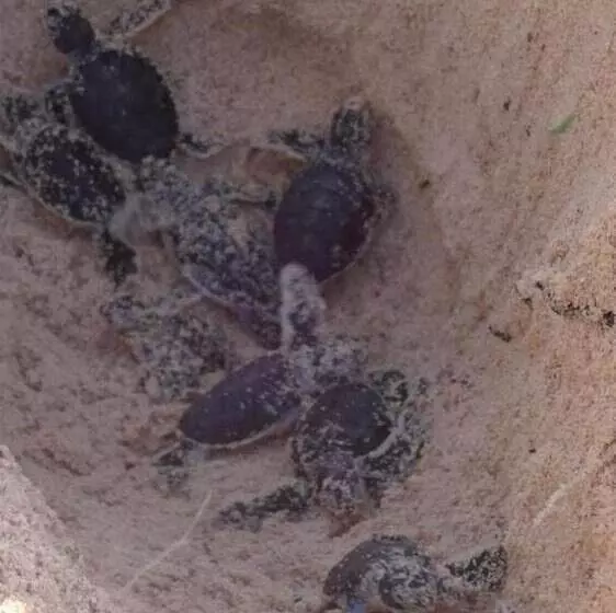 تختخواب و صبحانه Chole Foxes Lodge