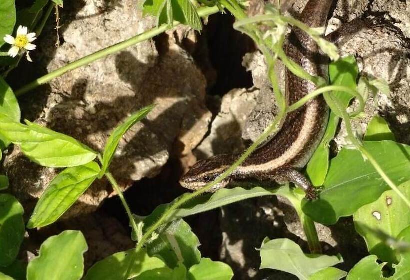 تختخواب و صبحانه Chole Foxes Lodge