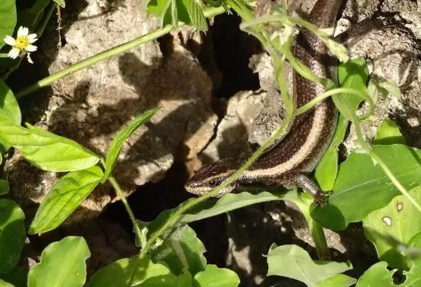 تختخواب و صبحانه Chole Foxes Lodge