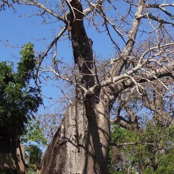 تختخواب و صبحانه Chole Foxes Lodge