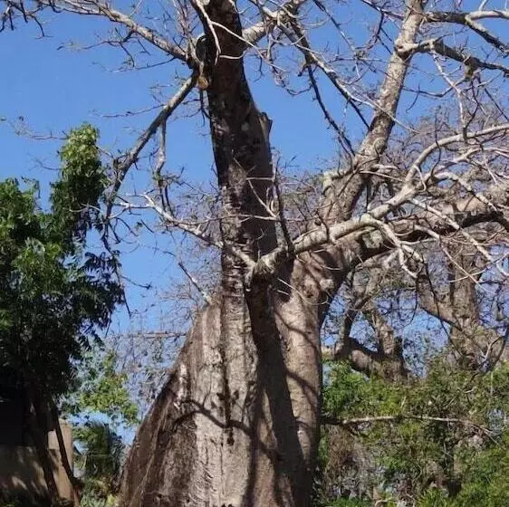 تختخواب و صبحانه Chole Foxes Lodge