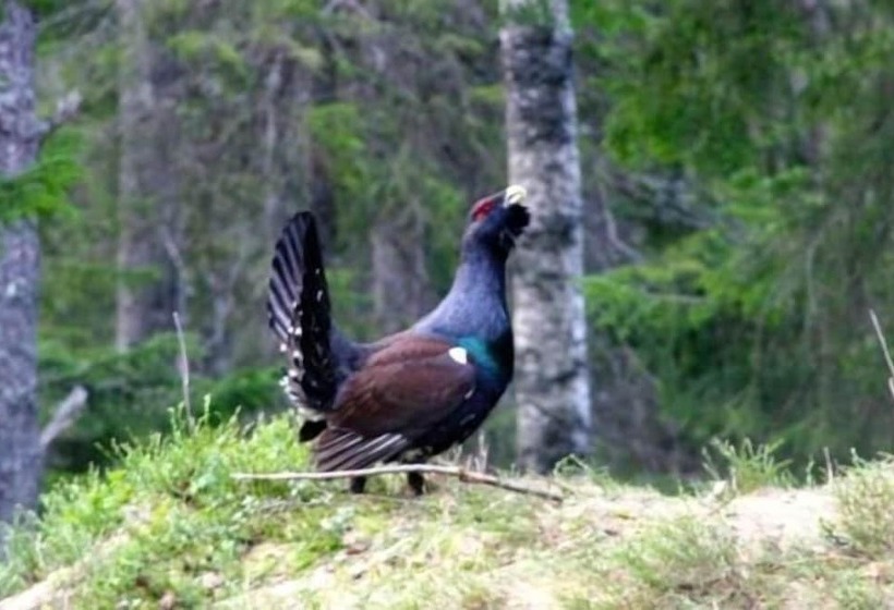 Finnskogen Turistsenter