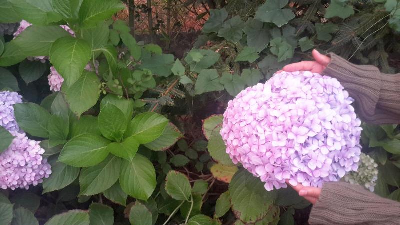 بنسيون Casa Das Três Aguias