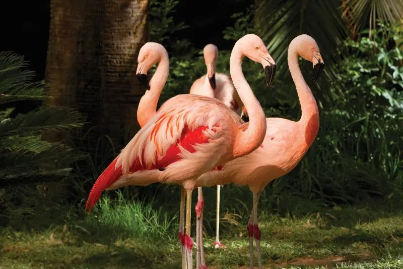Flamingo Las Vegas Hotel & Casino