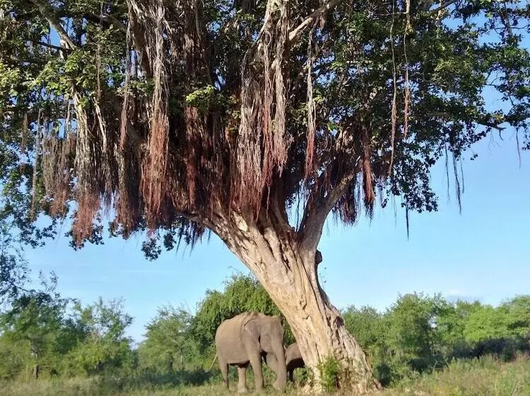 Aamiaismajoitus (B&B) The Summer Resort