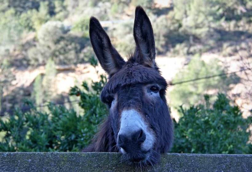 乡村酒店  Hort De Mao El Rebost