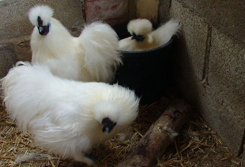 乡村酒店  Hort De Mao El Rebost