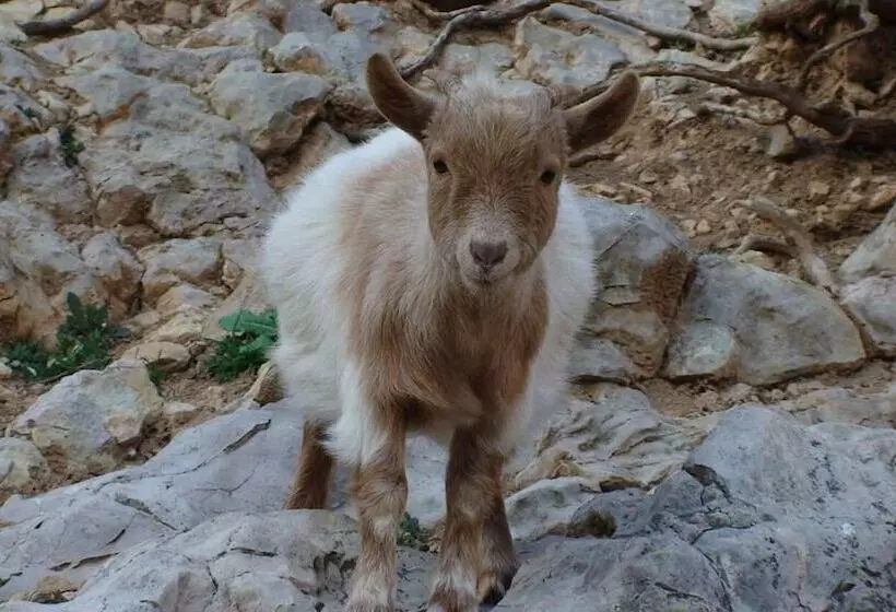 Maaseutuhotelli Hort De Mao El Rebost
