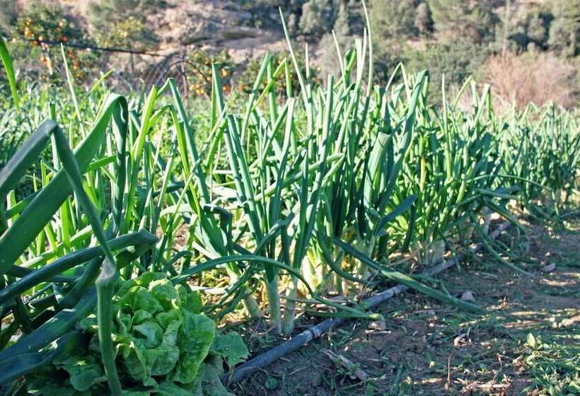 乡村酒店  Hort De Mao El Rebost