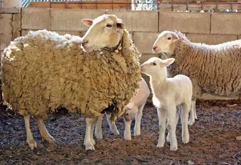 Maaseutuhotelli Hort De Mao El Rebost