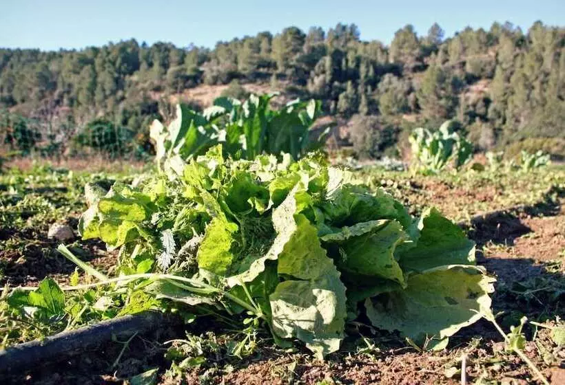 Maaseutuhotelli Hort De Mao El Rebost