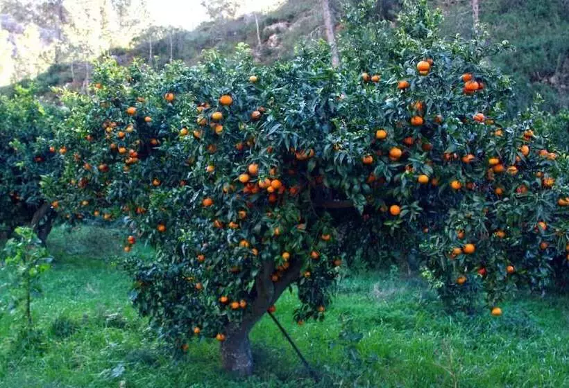 Maaseutuhotelli Hort De Mao El Rebost