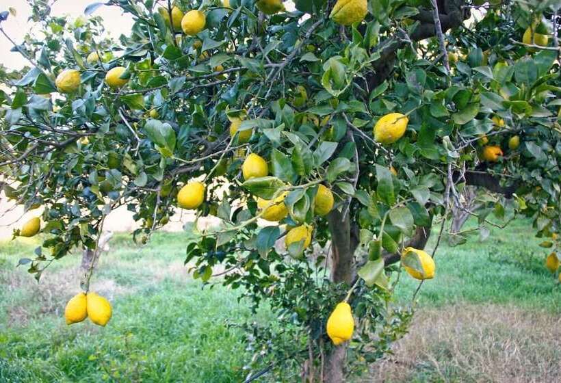 乡村酒店  Hort De Mao El Rebost