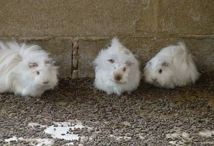 Maaseutuhotelli Hort De Mao El Rebost