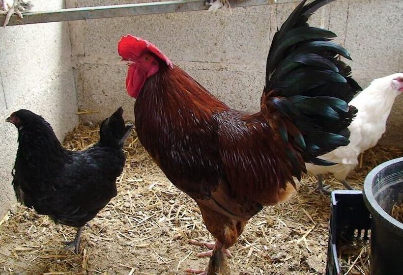 乡村酒店  Hort De Mao El Rebost