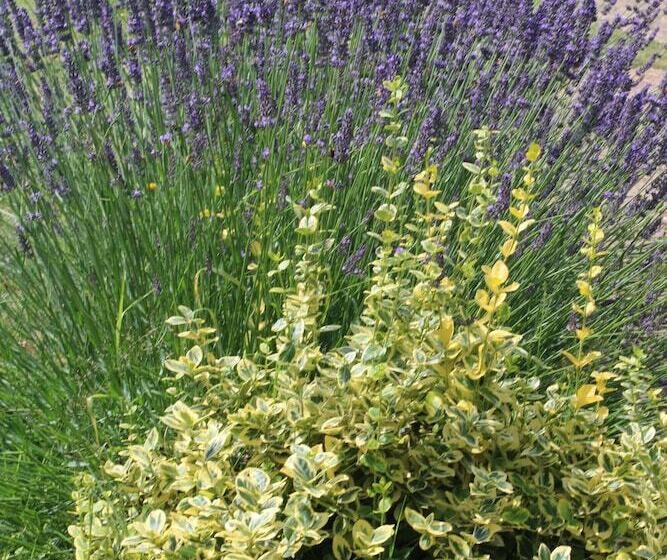 ペンション Gîtes De Lez