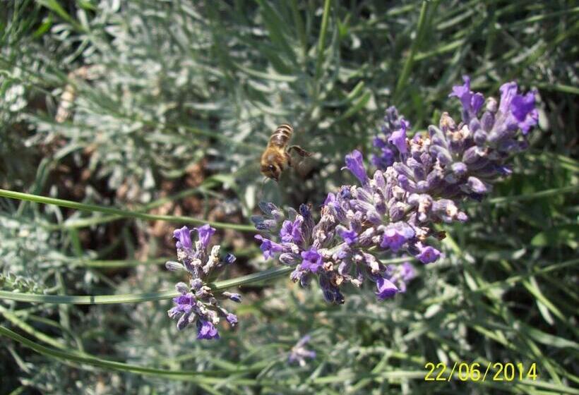 Пансион Guesthouse Podaca