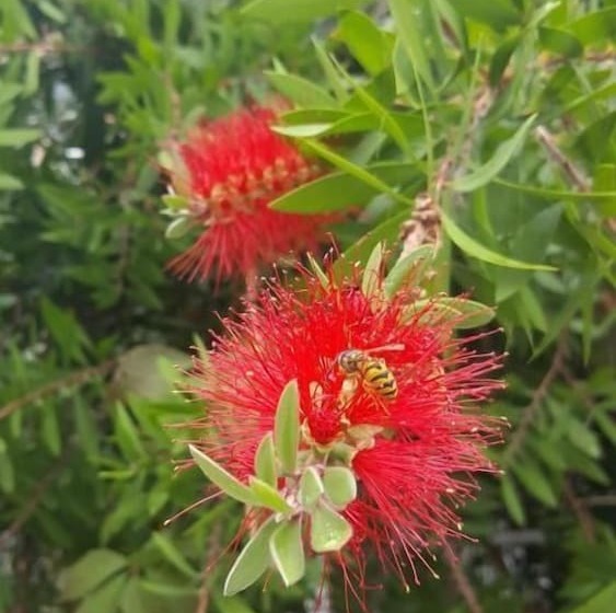 Pension (Hôtel basse catégorie) Apollo