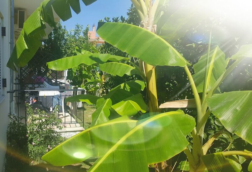 Pension (Hôtel basse catégorie) Apollo