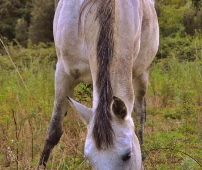 乡村酒店  Mas Els Terrats