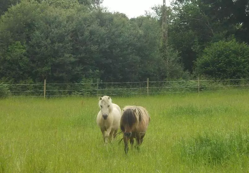 Aamiaismajoitus (B&B) Manoir Tregont Mab