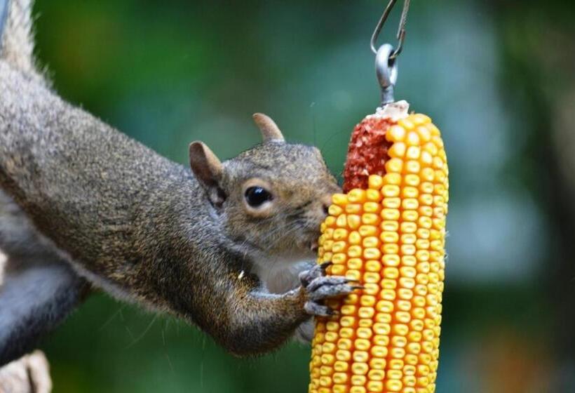 فندق Heartstone Inn