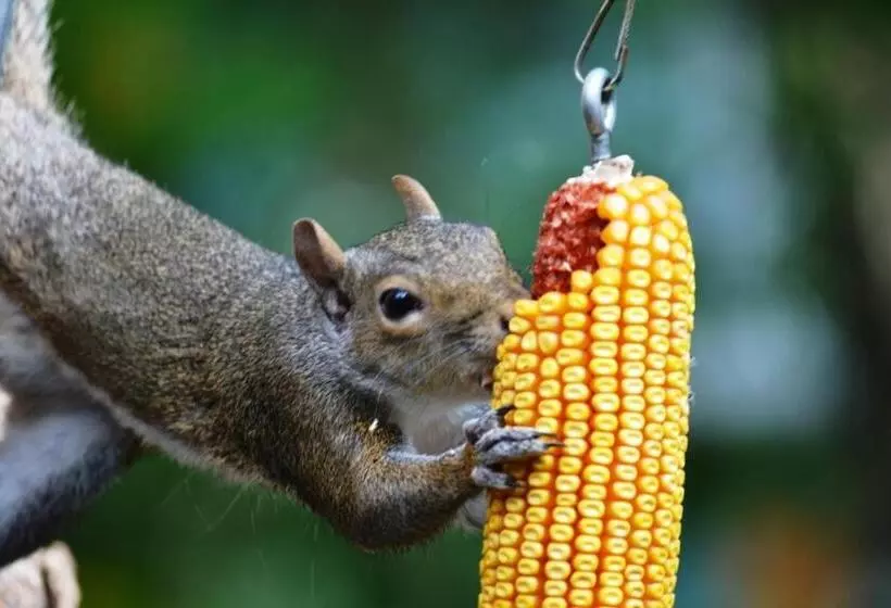 Отель Heartstone Inn