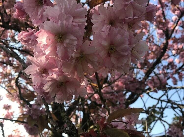 Braisty Woods   Hopes & Beams