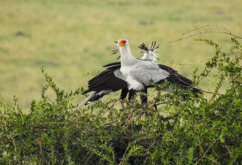 هتل Swara Acacia Lodge