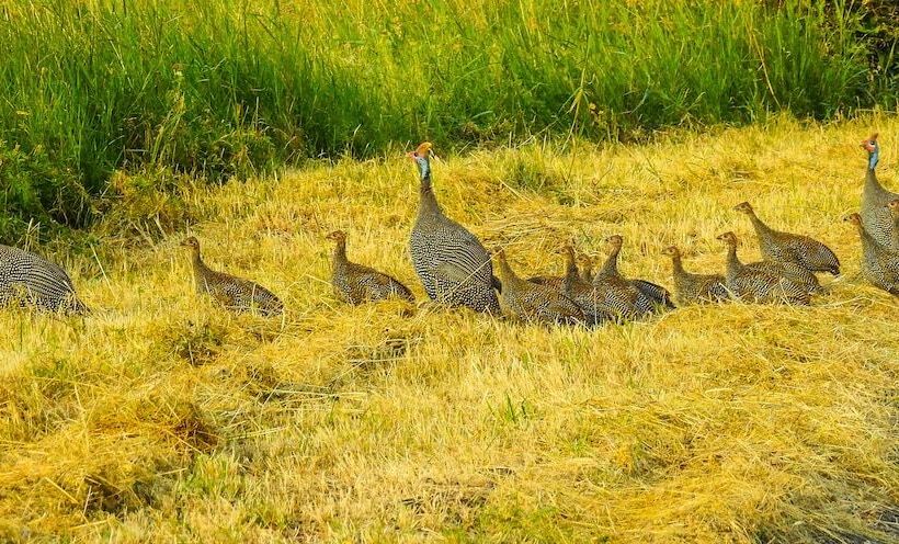 هتل Swara Acacia Lodge