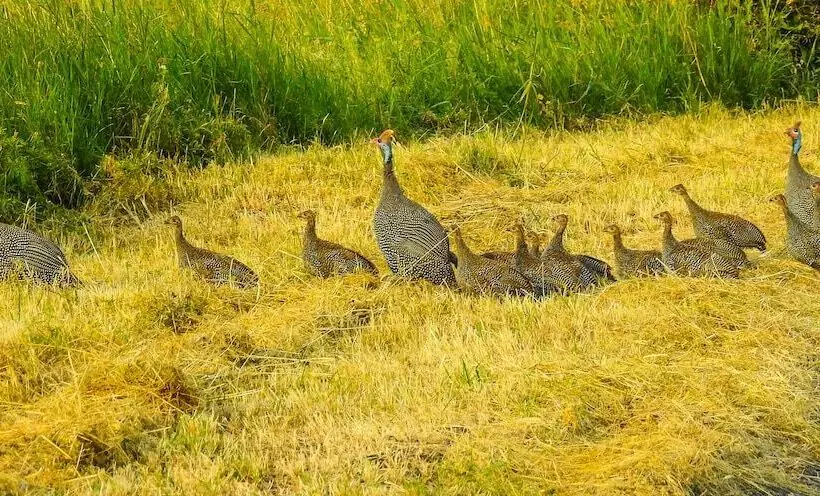 هتل Swara Acacia Lodge