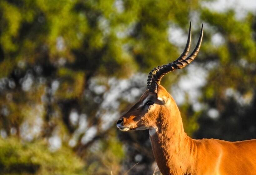 هتل Swara Acacia Lodge