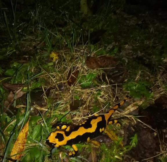 Bed and Breakfast Il Casale Al Lavaggio