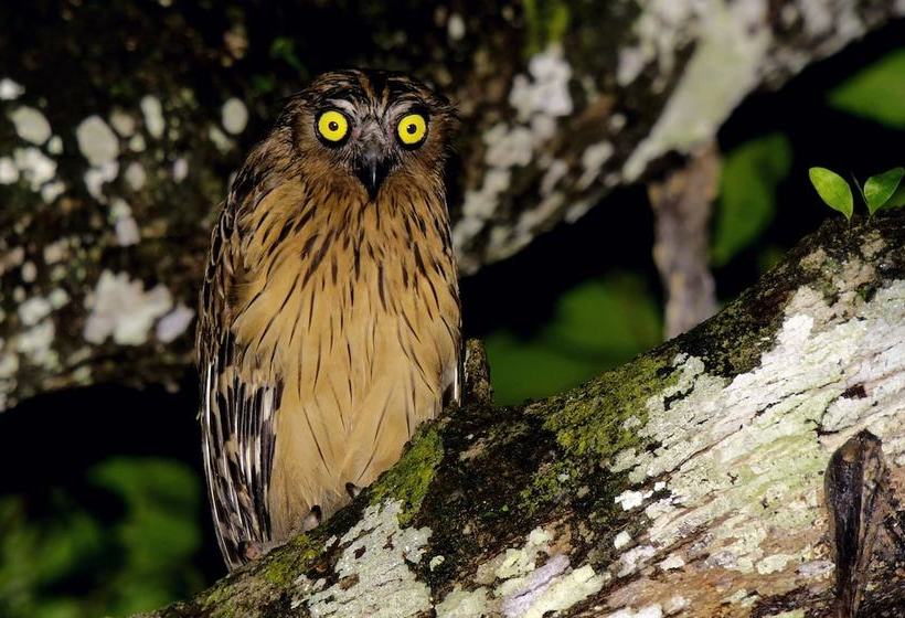 Hotel Kawag Nature Lodge