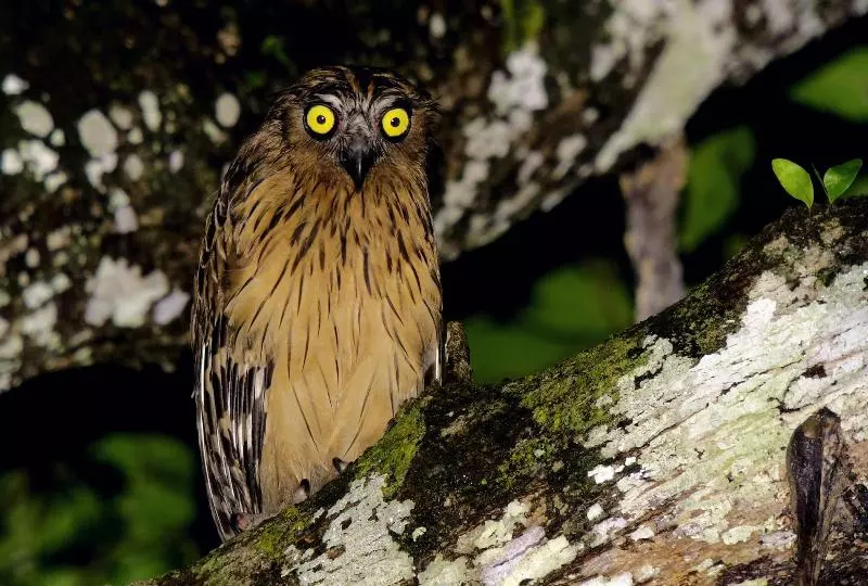 ホテル Kawag Nature Lodge